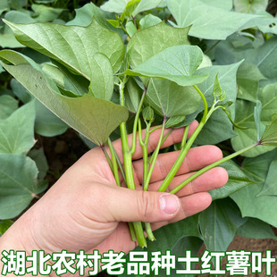湖北农家老品种土红薯叶红薯尖地瓜叶嫩尖红苕尖蕃薯叶农家蔬菜