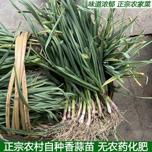 现挖新鲜青蒜苗红皮青梗蒜苗红根蒜苗本地蒜苗新鲜蔬菜3斤5斤包邮