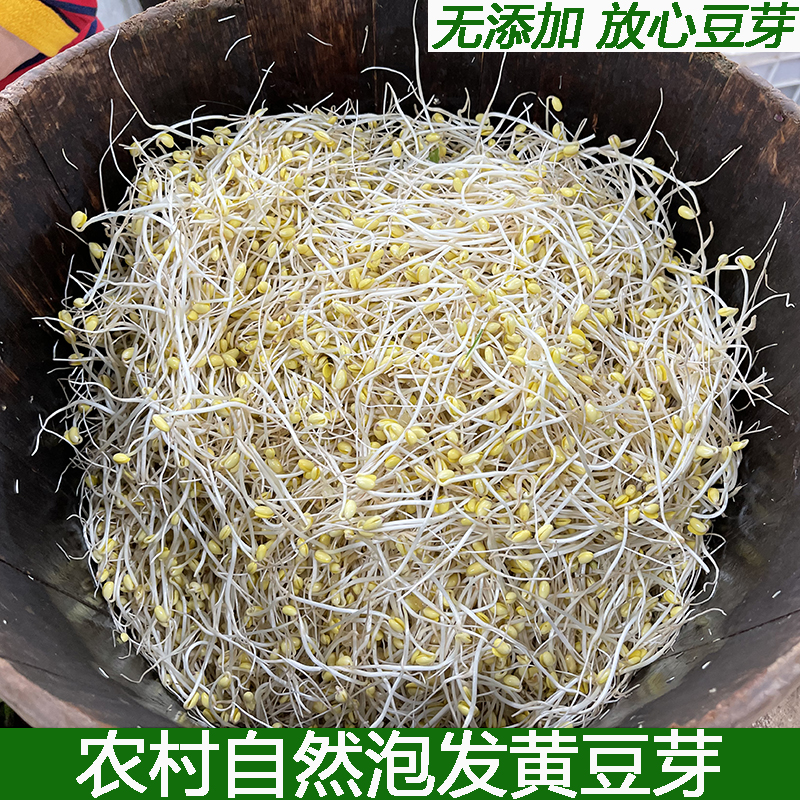 自然泡发黄豆芽新鲜蔬菜黄豆芽农家黄豆泡制无根短豆芽现摘包邮