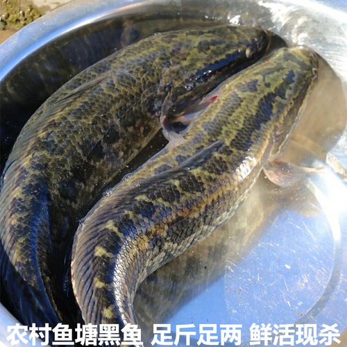 新鲜黑鱼乌鱼乌棒才鱼