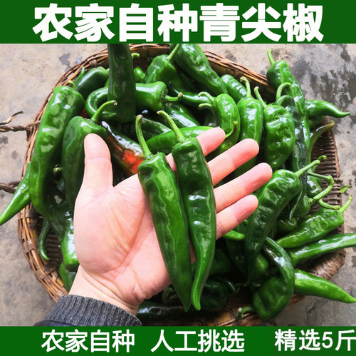 新鲜辣妹子辣椒新鲜香辣绿辣椒青辣椒新鲜农家自种蔬菜辣椒5斤装
