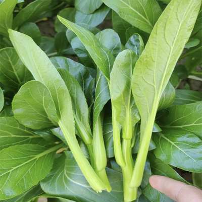 新鲜菜芯当季菜心菜尖绿叶嫩蔬菜