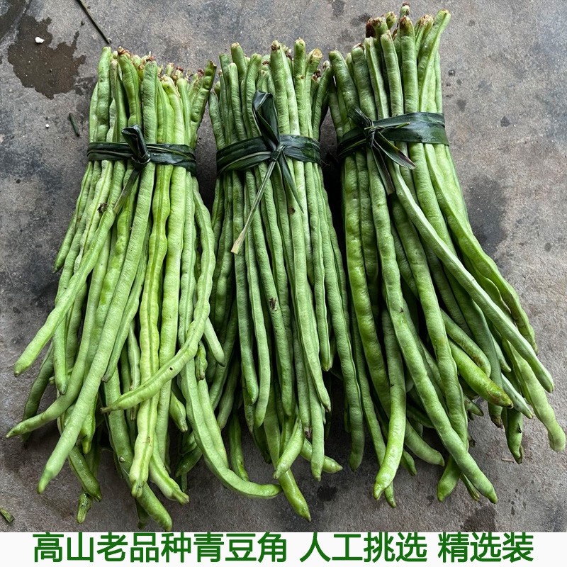 山豆角老豆角八月爪豇豆