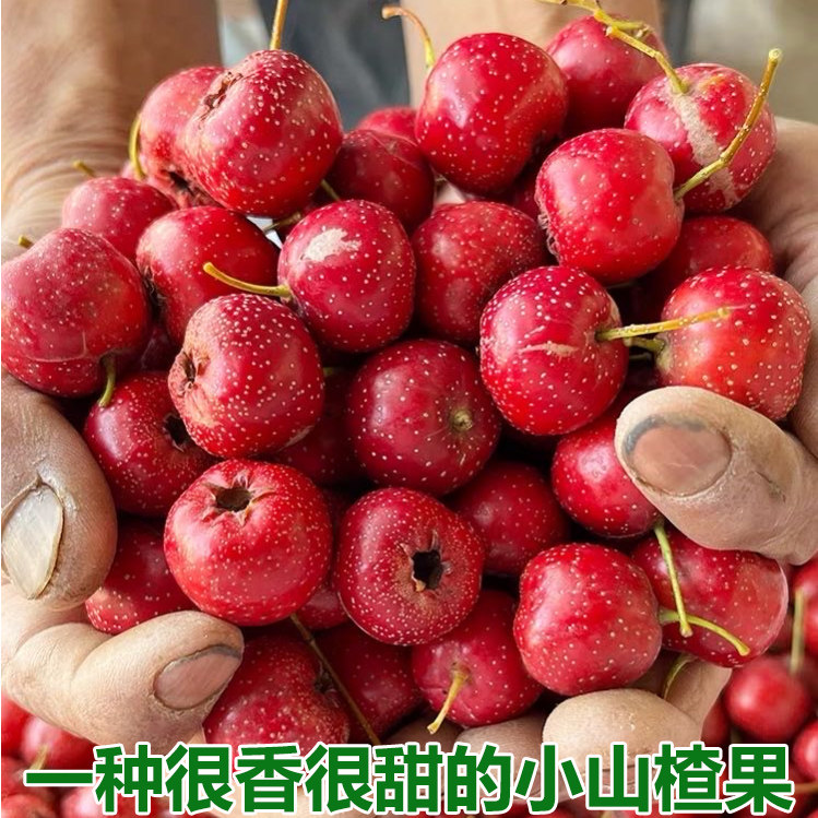甜红子山楂果新鲜现摘山里红甜口小山楂五愣金星糖葫芦糖雪球包邮