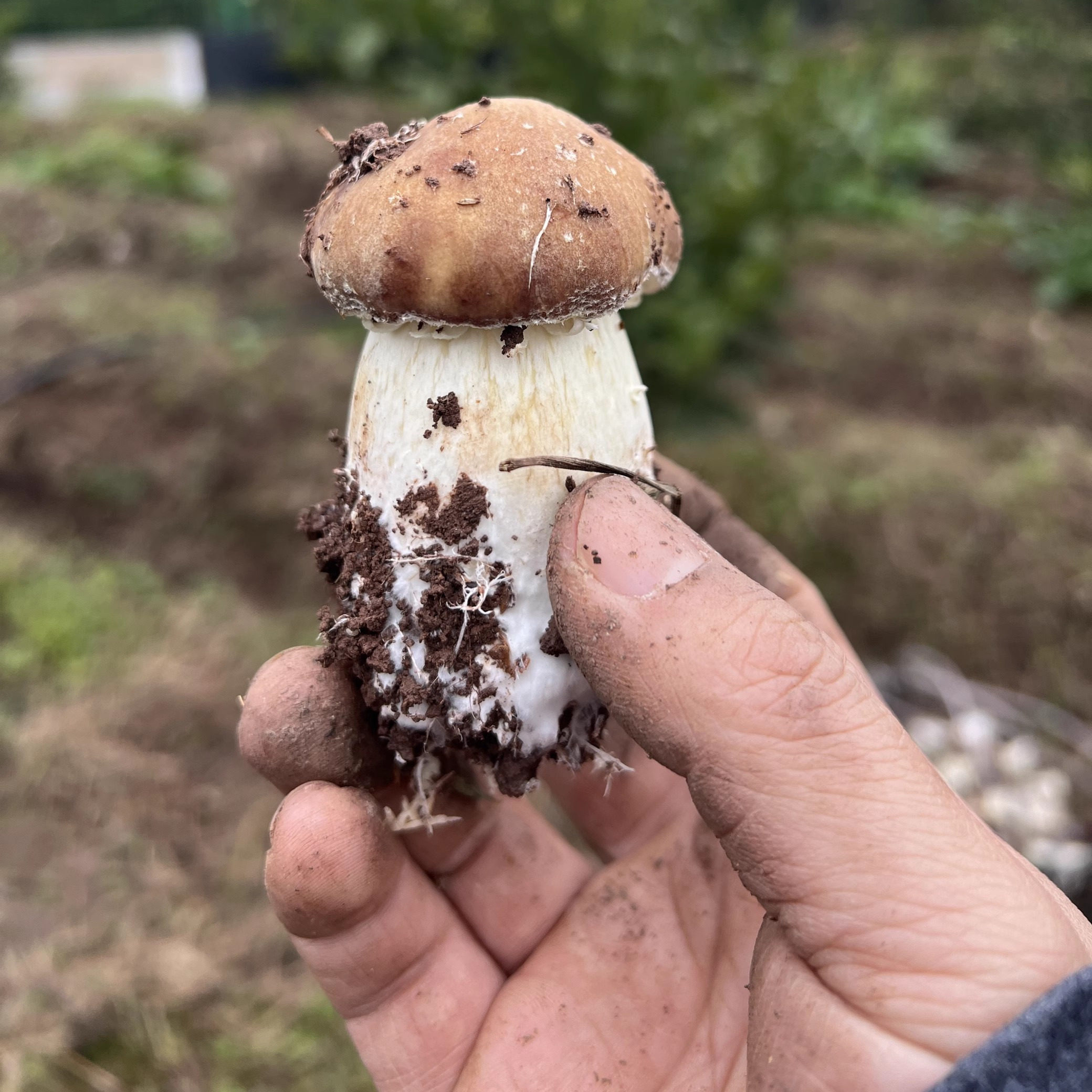 新鲜赤松茸蔬菜菌菇大球盖菇红姬松茸煲汤香菇现采现发鲜松茸