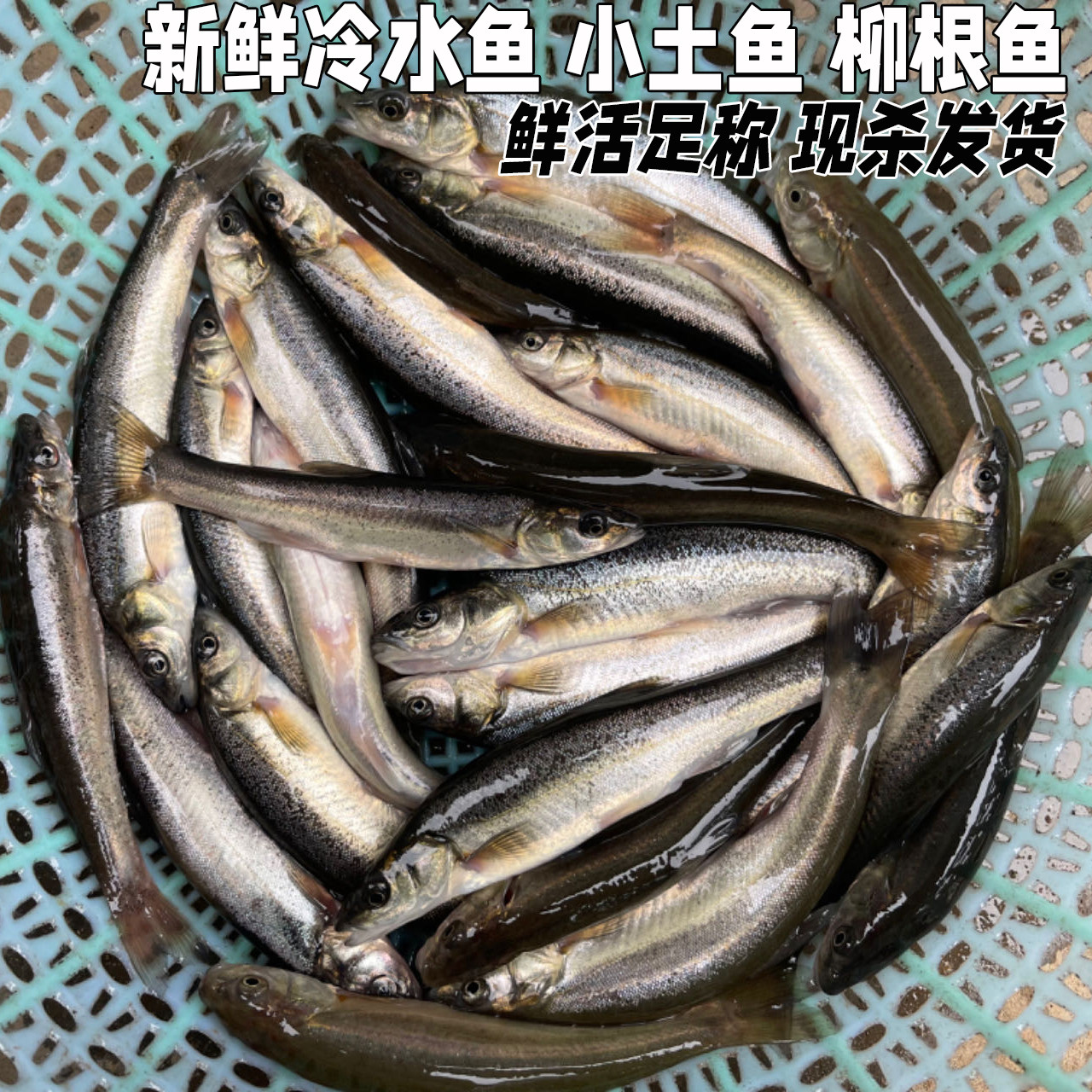 湖北高山小溪冷水鱼柳根鱼鲜活鱼鲜活水产小鱼生鲜小杂鱼小溪鱼