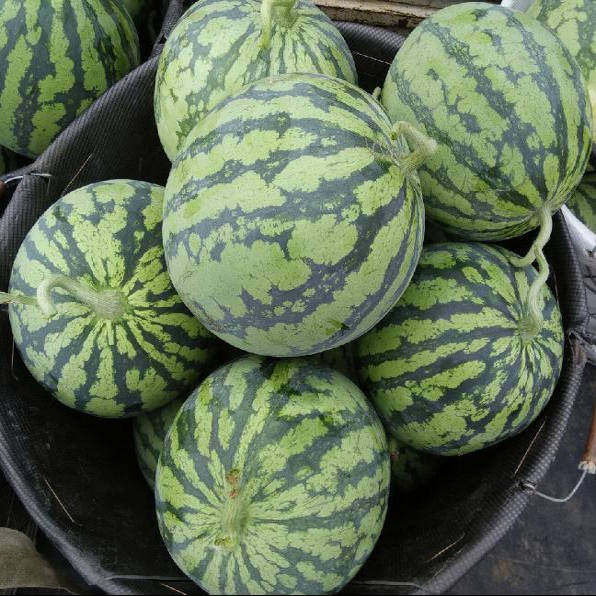 农家自种露天小西瓜水果新鲜大西瓜皮薄超甜现摘现发当季水果