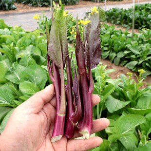 红菜苔新鲜湖北农家新鲜紫菜苔红菜苔洪山菜薹蔬菜现摘菜心现发