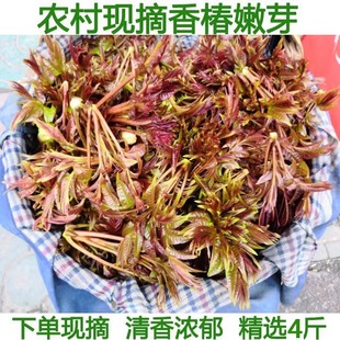 香椿芽新鲜香椿野生头茬嫩芽现摘现发湖北特产春芽菜当季整箱嫩