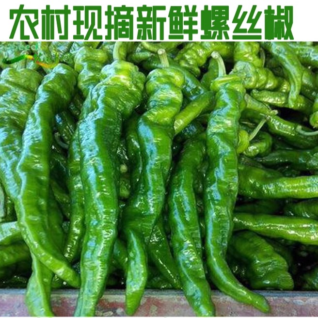 农家新鲜螺丝椒螺丝辣椒应季新鲜蔬菜香辣青辣椒螺丝椒原产地直销