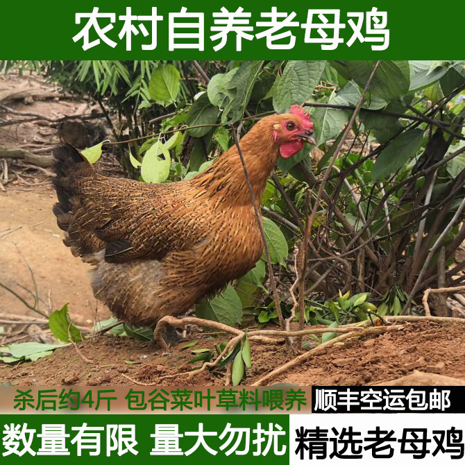深山收购农家散养土鸡新鲜现杀土母鸡柴鸡孕妇月子走地老母鸡顺丰