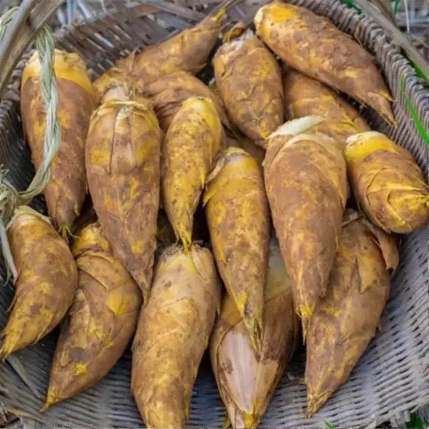 新鲜冬笋高山黄泥冬笋新鲜蔬菜整箱农家现挖野生竹笋楠竹笋嫩笋