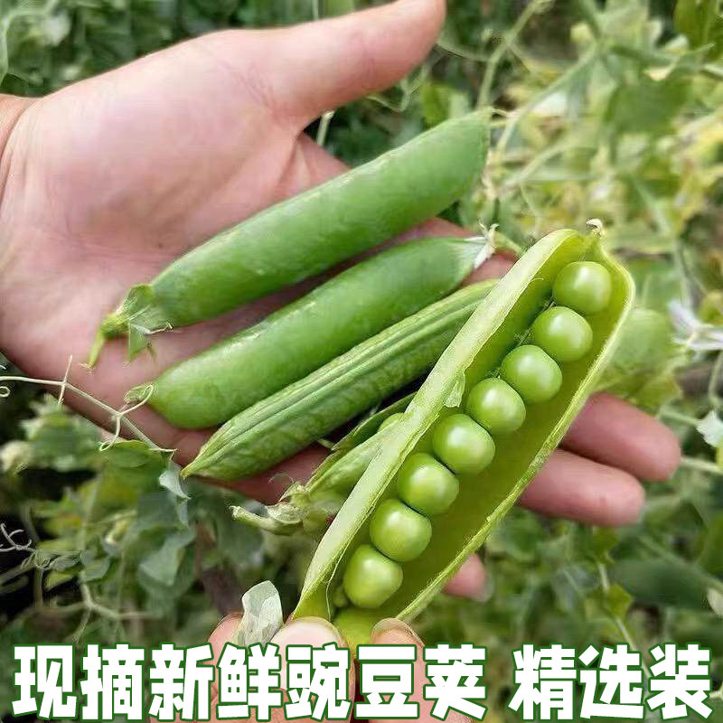 豌豆新鲜带壳青豆角粒农家蔬菜水果甜豆荚嫩青豆米当季整箱包邮,水产肉类/新鲜蔬果/熟食,新鲜豆类,淘宝优惠券,粉丝福利购,淘宝优惠卷