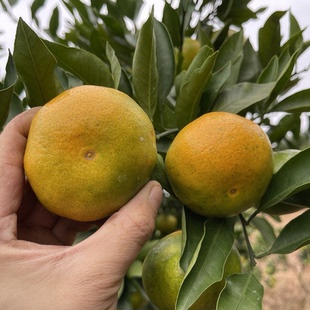 宜昌蜜桔 桔子青皮橘子早熟新鲜蜜桔子应季孕妇水果柑橘蜜橘包邮
