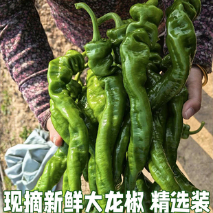 龙椒薄皮螺丝椒新鲜香辣皱皮辣椒新鲜农家自种青椒香辣薄皮螺旋椒