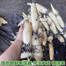现挖嫩莲藕嫩藕湖北洪湖莲藕尖带新鲜凉拌嫩脆藕鲜莲藕新花藕新藕