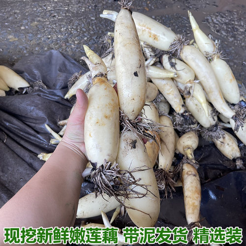 现挖新鲜嫩莲藕脆嫩多汁