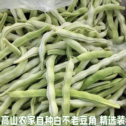 白豆角芸豆老来少豆角白不老