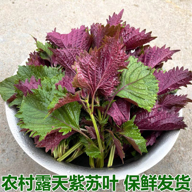 紫苏叶新鲜食用湖北正宗农家紫苏饭店鱼虾去腥味双面紫色叶子500g