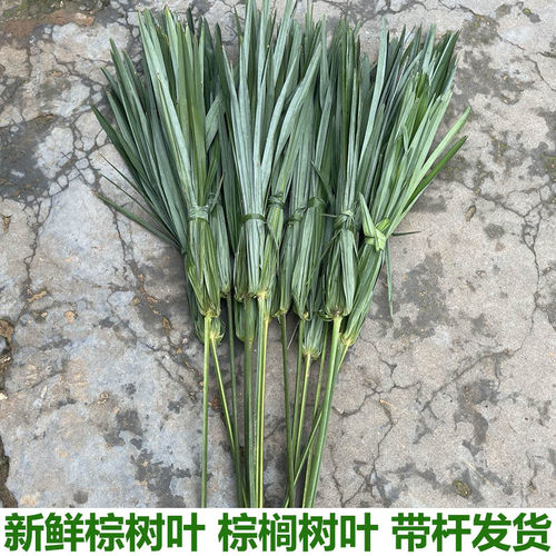 新鲜棕榈树叶棕树叶棕叶