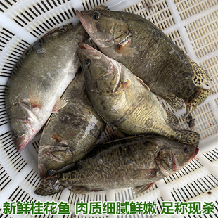 新鲜桂花鱼现杀鳜鱼鳌花鱼淡水鱼季花鱼桂花鱼新鲜水产足称现杀