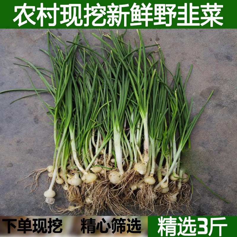 农家现挖野韭菜野葱野蒜小葱根野菜小根蒜当季农家菜香葱