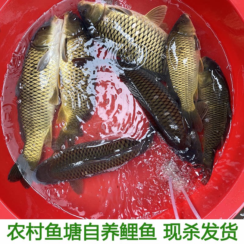 湖北农家鱼塘新鲜四鼻鲤鱼小鲤鱼淡水鱼大鲤鱼鲜鲤鱼现杀4斤包邮