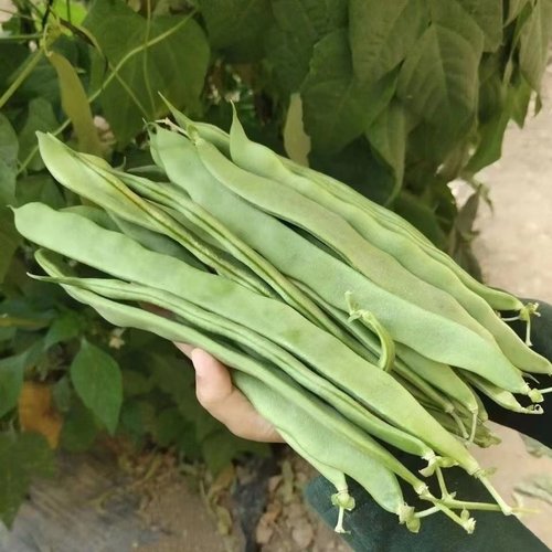 扁芸豆角新鲜四季豆刀豆芸豆
