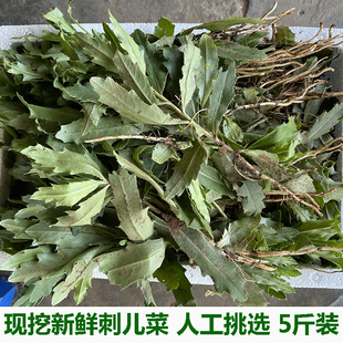 刺儿菜新鲜带刺菜带根帯叶七七菜狗牙刺小蓟现采小蓟草包邮