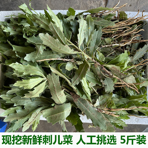 刺儿菜小蓟七七菜狗牙刺