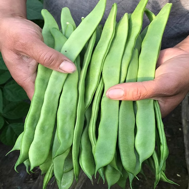扁豆角新鲜扁芸豆豆角农家种植