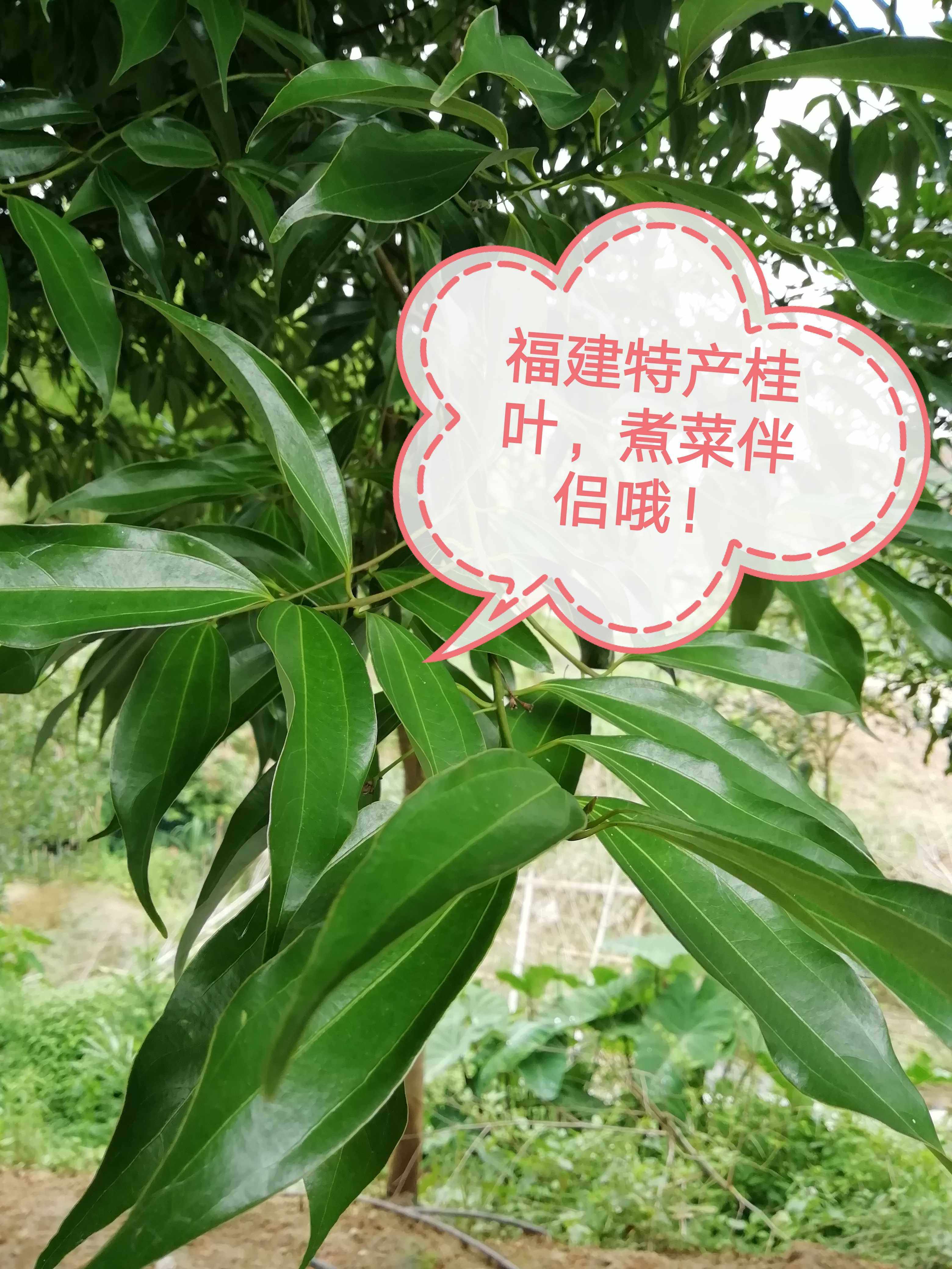 新鲜福建500g包邮田螺