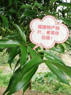 福建新鲜桂叶500g包邮香叶肉桂香料调味料卤料火锅底料 煮鱼田螺