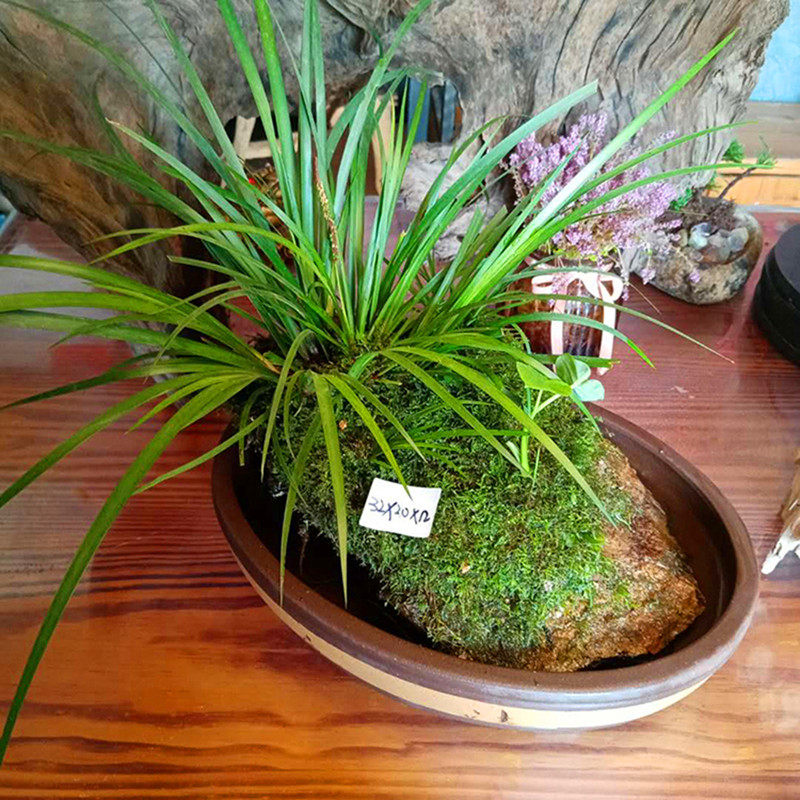 附石菖蒲天然原生态盆景客厅内外吸甲醛绿植水培植物净化微观盆栽