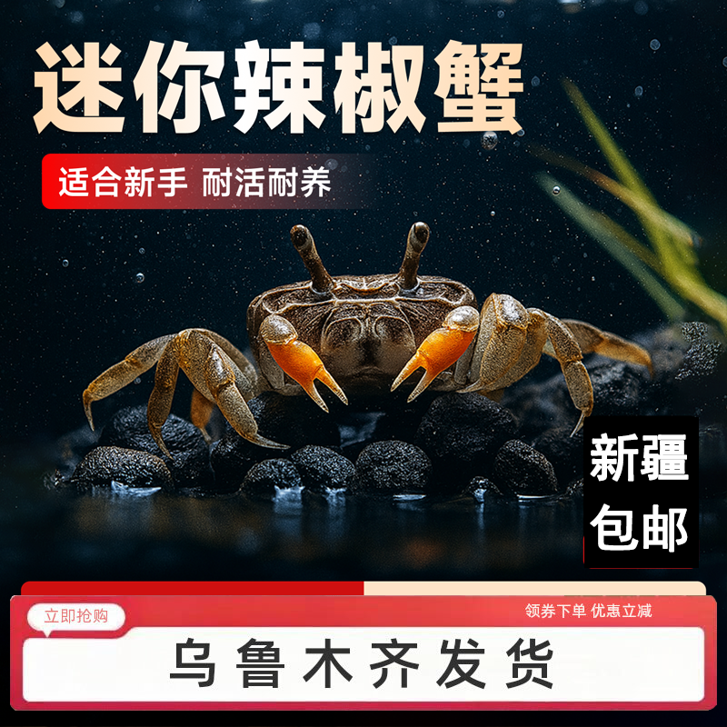 迷你蟹辣椒蟹宠物鱼缸观赏蟹淡水活体草缸可深水养殖小螃蟹除藻蟹