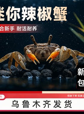 迷你辣椒蟹除藻工具蟹观赏蟹