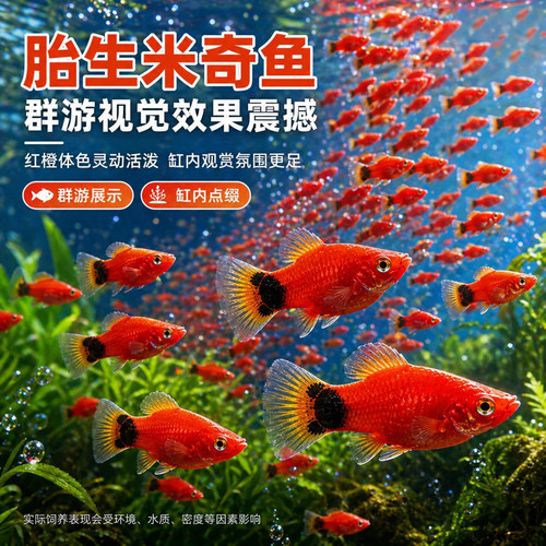 红米奇胎生鱼彩斑马鱼淡水孔雀鱼