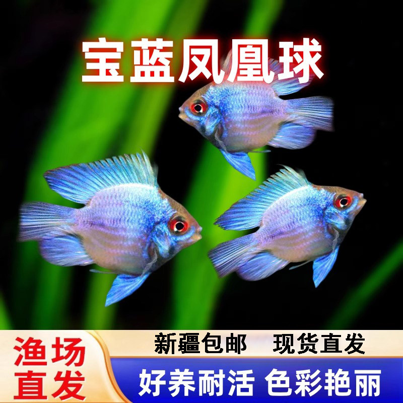 宝蓝球阿凡达球鱼热带观赏鱼