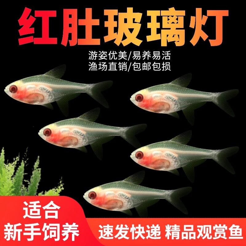 红肚玻璃鱼热带观赏鱼小型好养易活草缸淡水灯科群养鱼活体透明鱼