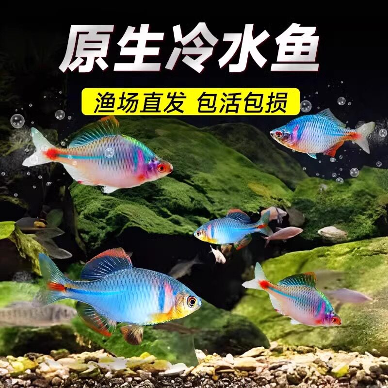 七彩观赏鱼高体鱼群游除藻好养