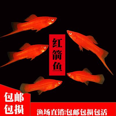 精品红箭鱼红色大尾招财鱼