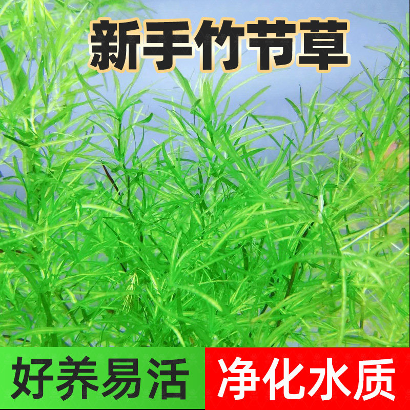水草印度小竹节草好养水生植物鱼缸水族箱装饰造景净水增氧真水草