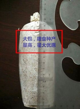 贵州高产茯苓菌种松树种植椴木种植