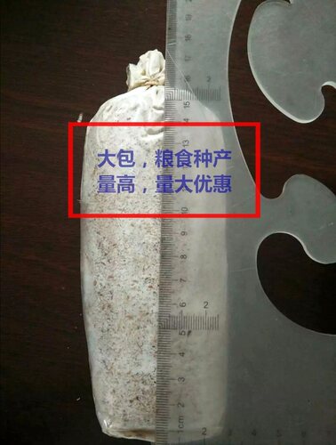 贵州高产茯苓菌种松树种植椴木种植