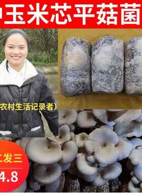 平菇菌种玉米芯种植平菇栽培三级种1包大包食用菌盆栽喷水出菇