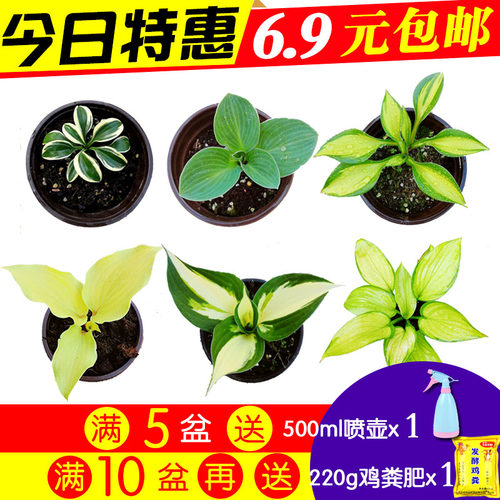 四季小型金边玉簪彩叶植物包邮