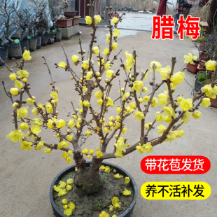 腊梅花树苗盆栽梅花盆景庭院耐寒浓香型地栽花卉植物老桩素心蜡梅