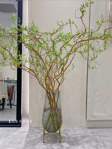 龙柳鲜枝富贵竹客厅水培植物花卉