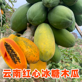 【自家果园】云南树熟红心冰糖木瓜新鲜热带水果当季现摘现发