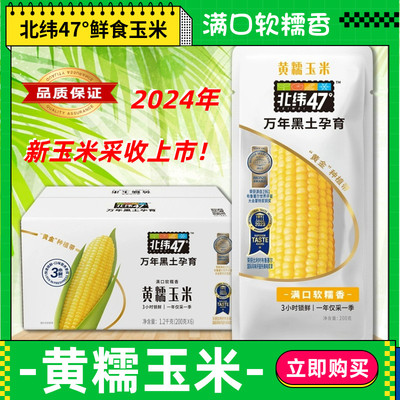 北纬47°黑龙江黄糯玉米